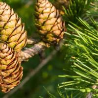 Лиственница европейская Larix decidua C3 40-60