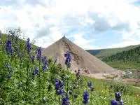 Аконит каракольский Aconitum karakolicum Rapcs