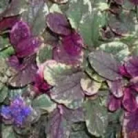 Саженцы живучки ползучей Бургунди Глоу (Burgundy Glow), в контейнере