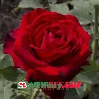 Роза Лавли Ред