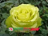 Роза Грин Ти