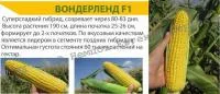 Семена супер сладкой кукурузы Вондерленд F1 Agri Saaten GmbH (5000 семян)